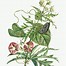 Image result for Apple Botanical Drawings