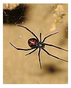 Image result for Redback Spider Web Pictures