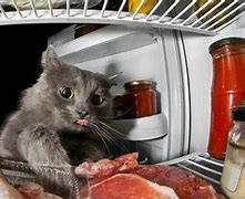 Image result for Fat Cat Diet