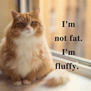 Image result for Not Fat Fluffy Meme