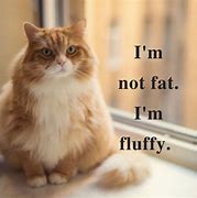 Image result for Funny Fluffy Cat Memes