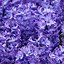 Image result for Light Purple Aesthetic Flowers