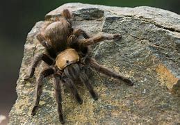 Image result for Biggest Spider in Texas