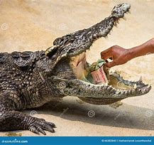 Image result for Crocodile Hand
