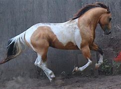 Image result for Painted Horse Galloping