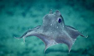 Image result for Rare Deep Sea Creatures