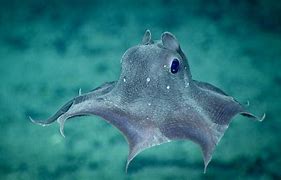 Image result for Unique Sea Creatures
