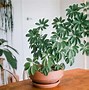 Image result for Artificial Tropical Plants Indoors