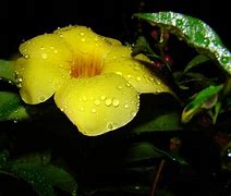 Image result for Brazil Indigenous Plants