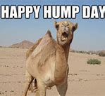 Image result for GEICO Camel Saying Hump Day