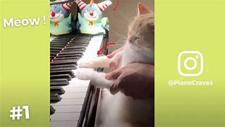 Image result for White Cat Playing Piano Meme