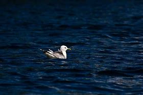 Image result for Gull Fish