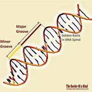 Image result for Golden Ratio DNA