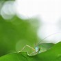 Image result for Locust Insect
