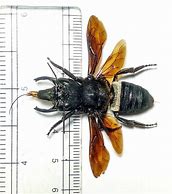 Image result for Megachile Pluto vs Giant Hornet