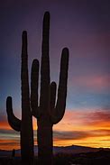 Image result for Cactus Forest Tucson