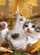 Image result for Kitty Autumn