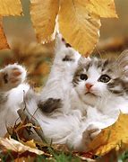 Image result for Cat in Leaves