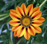 Image result for 8 Flowers