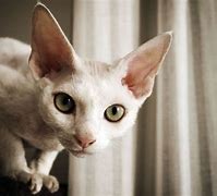 Image result for Long-Eared Cat Memr