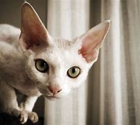 Image result for Cat with Big Eyes and Ears