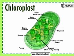 Image result for chloroplasty