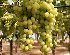 uva da tavola uva da tavola rossa o nera giordano vini uva da tavola uva da tavola rossa o nera giordano vini