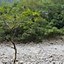 Image result for Liwu River