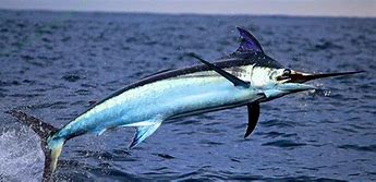 Image result for Swordfish Breaching