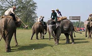 Image result for Elephant Polo