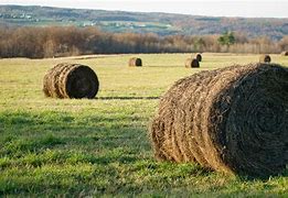 Image result for Hay Farm Overview