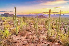 Image result for Segura Cactus Forest