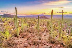 Image result for Cactus Forest Night