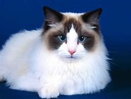 Image result for gatos