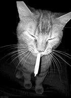 Image result for Trippy Smoking Cat