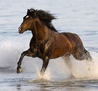 Image result for Aztex Horse