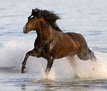 Image result for Azteca Horse Stallion