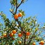 Image result for What Fruits Are Orange