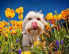 Image result for Spring Dog Photoshoots
