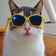 Image result for Cool Cat with Sunglasses Meme