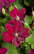 Image result for Longest Flowering Clematis