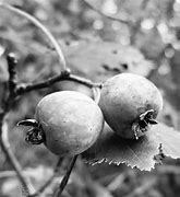 Image result for Yellow Crab Apple