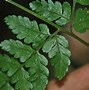 Image result for Dryopteris schorapanensis