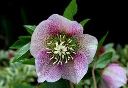 Image result for Helleborus orientalis Mixed Colours