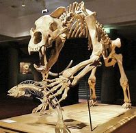 Image result for Prehistoric Animal Skulls