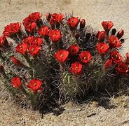 Image result for Cacti in Nevada