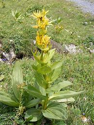 Image result for Gentiana lutea