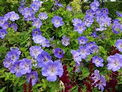 Image result for Geranium Azure Rush