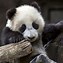 Image result for A Baby Panda Bear