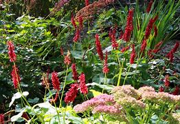 Image result for Persicaria amplexicaulis JS® Betty Brandt